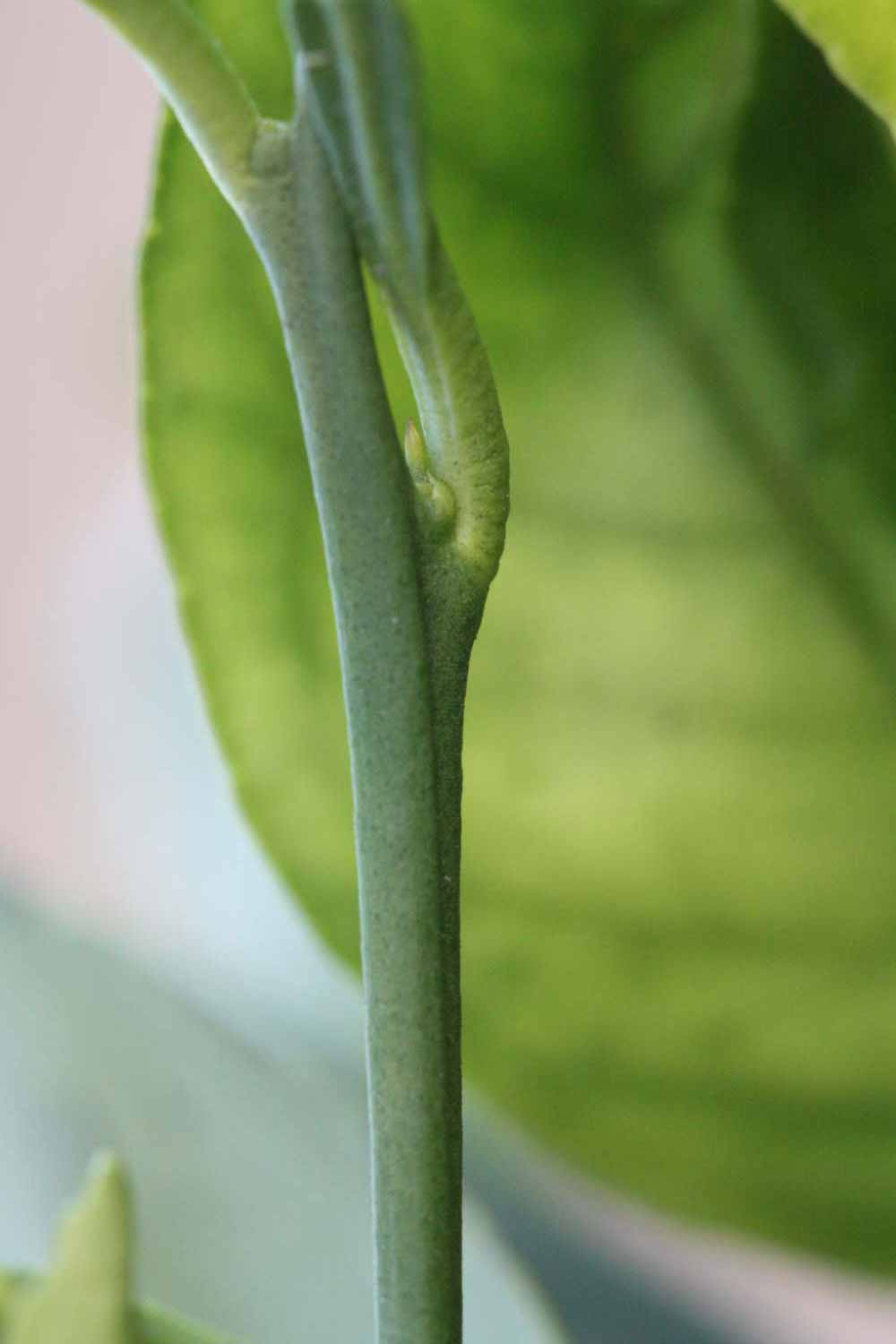              First year twig (Riverside, CA)       